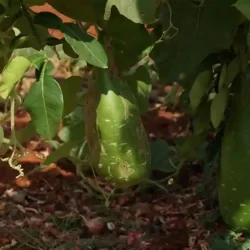 vegetable-farming-around-bangalore