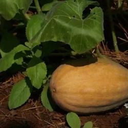 vegetable-farming-near-bangalore