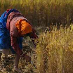 view-of-paddy-harvesting-in-nearby-farm
