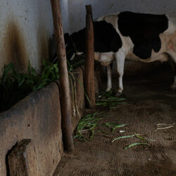 village-tour-cattle-feeding