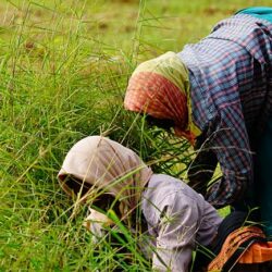women-working-in-the-farm