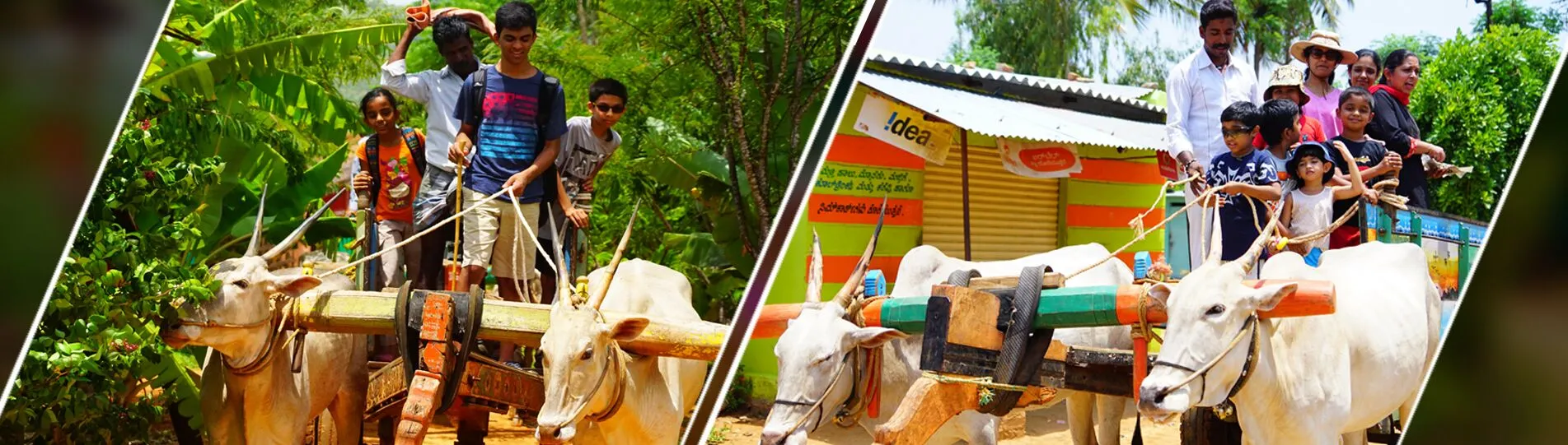 Bullock cart ride offering authentic rural experience