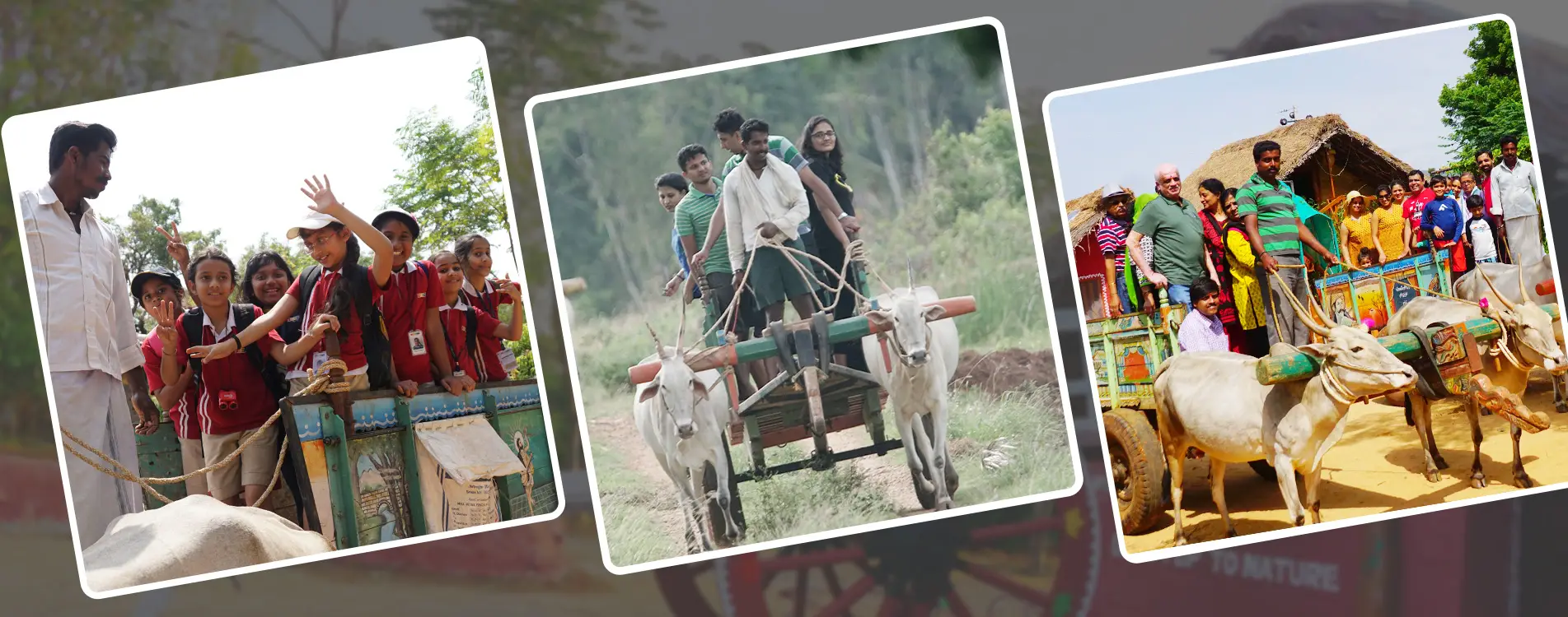 day-outing-bullock-cart-ride