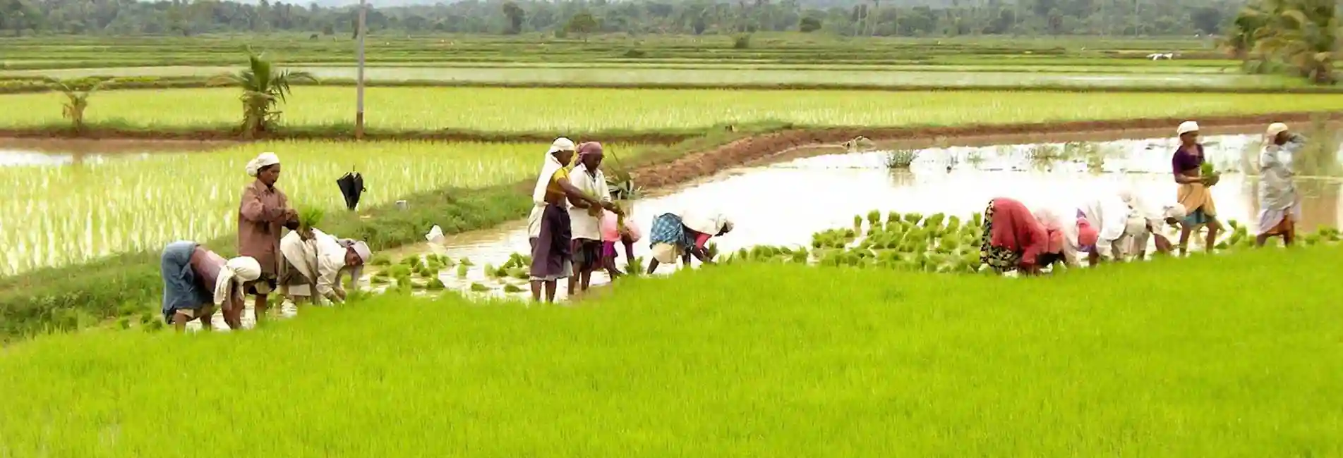 Guests participating in traditional farming at ChukkiMane