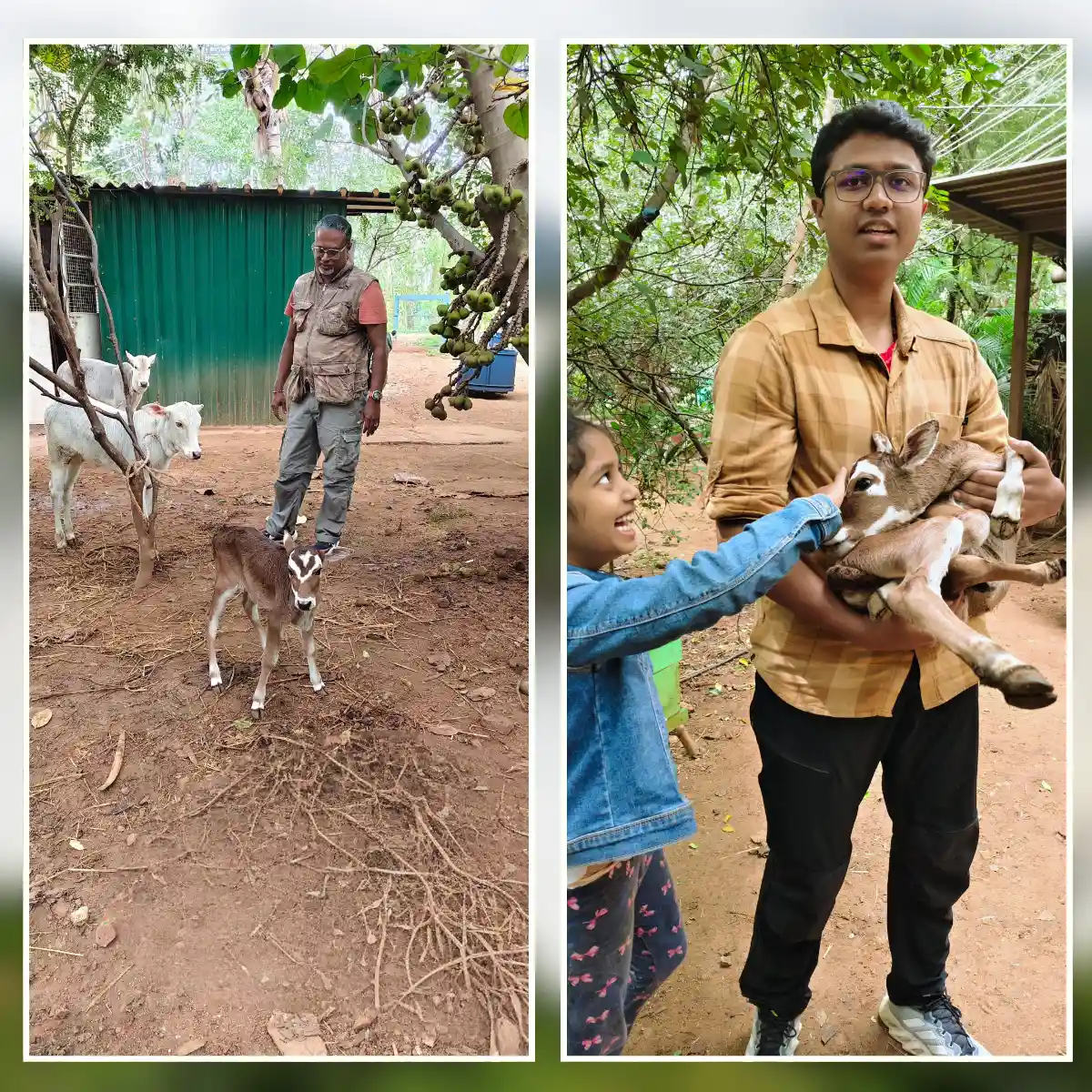 Native Cows at Goshala