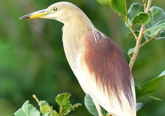 Bird and macro photography trail at ChukkiMane