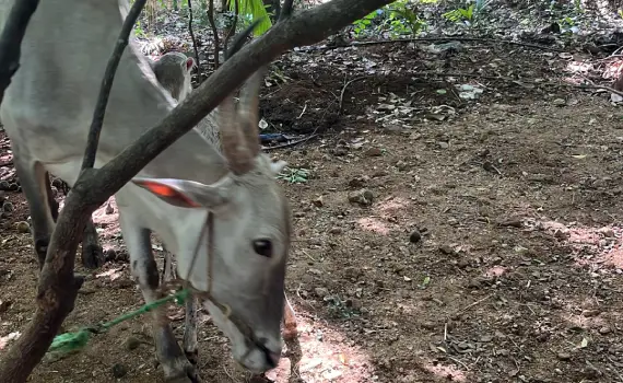 Rural Heritage and Cattle Culture Program