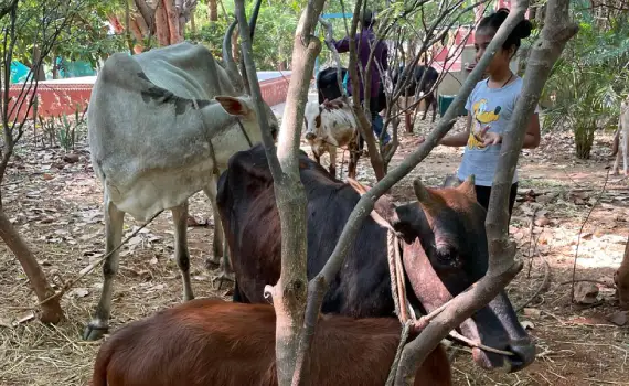 Children and Family Rural Cow Heritage Experience