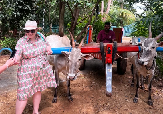 Guest petting a native cow at ChukkiMane