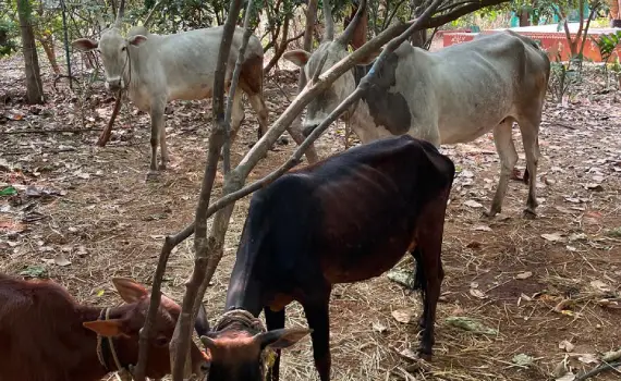 Goshala Ethical Animal Care Activity