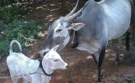 Natural Farming Cow Knowledge Session