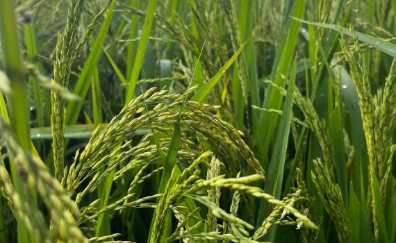 Natural Farming Field Experience