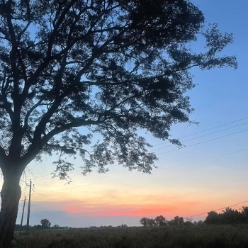 Paddy Field Golden Hour Photography
