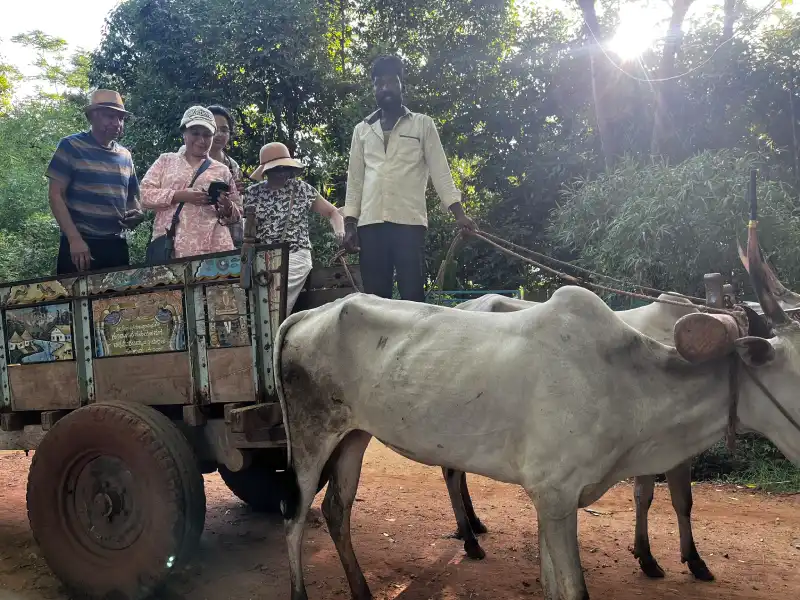 Traditional bullock cart safari through farmlands