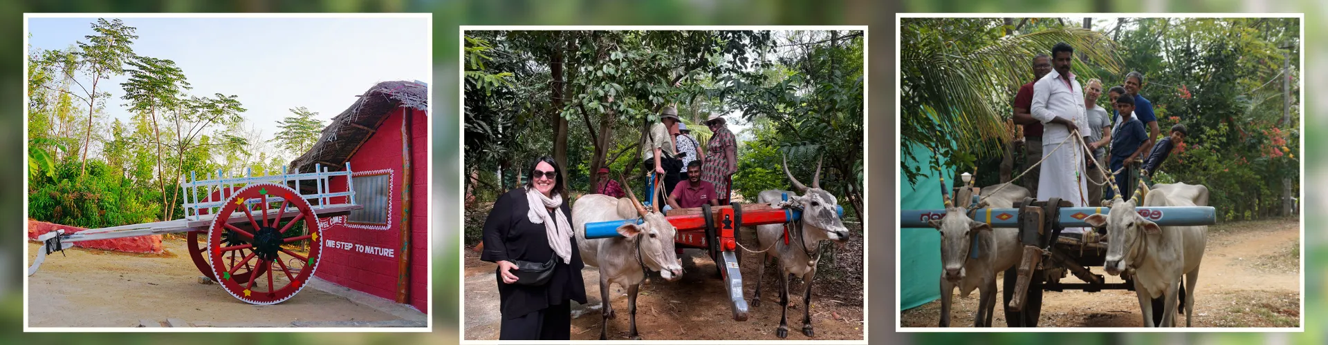 Traditional Bullock Cart Safari