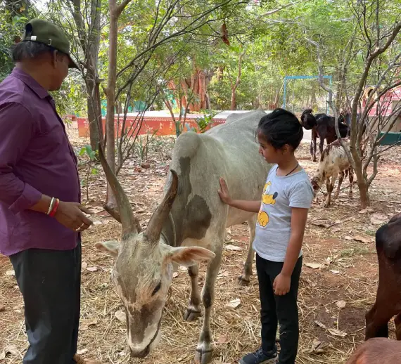 Indigenous Cattle Learning Experience