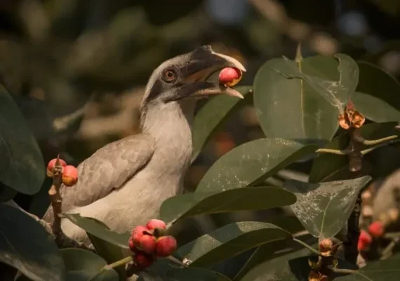 hornbill-in-habitat Grey Hornbill with its favourite fruit