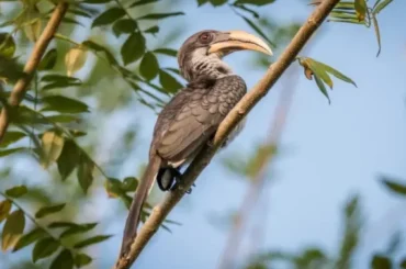 Indian Grey Hornbill