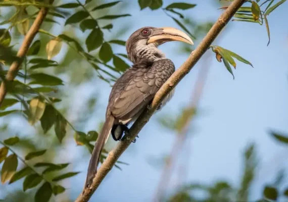 Indian Grey Hornbill