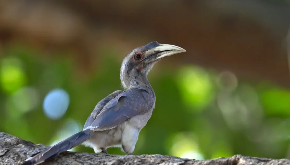 Observing Grey Hornbill