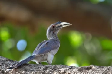 Observing Grey Hornbill