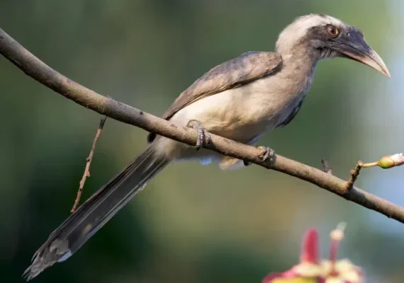 Grey Hornbill looking for feed Grey Hornbill looking for feed