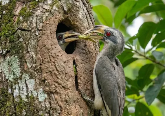 Male Grey Hornbill offering food to the Female Hornbill Male Grey Hornbill offering food to the Female Hornbill