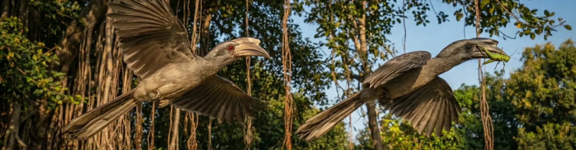 Two Grey Hornbills Flying Two Grey Hornbills Flying near ChukkiMane