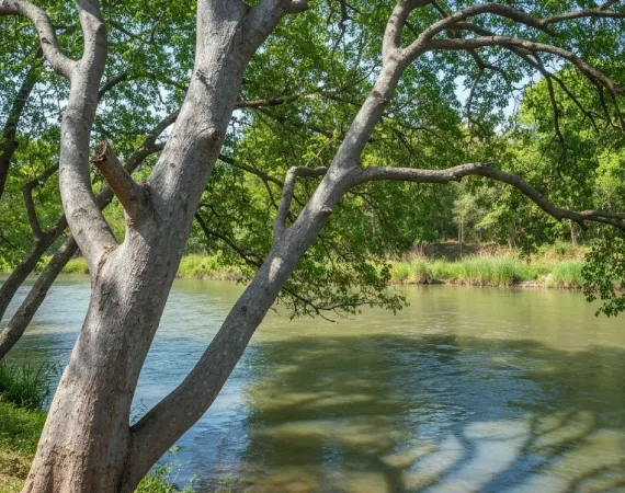 Fresh Amla fruit on the branch, known as Indian Gooseberry