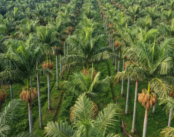 Areca nut Adike Mara plantation rows in Karnataka