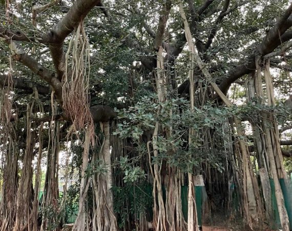 Huge Banyan tree with aerial roots offering meditation space
