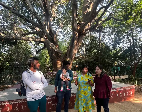 Basari tree Ficus virens with dense foliage for natural cooling