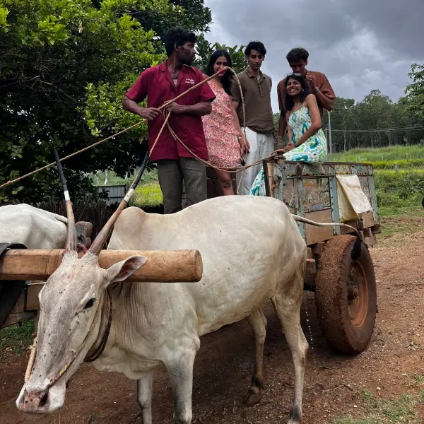 Eco Safari on Bullock Cart Karnataka