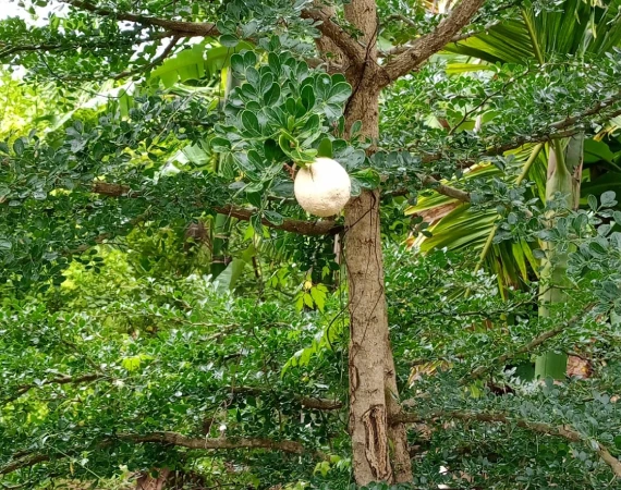 Edible Bhel Wood Apple