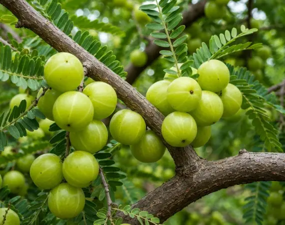 Fresh Amla Fruit Gooseberry on Branch Medicinal Tree