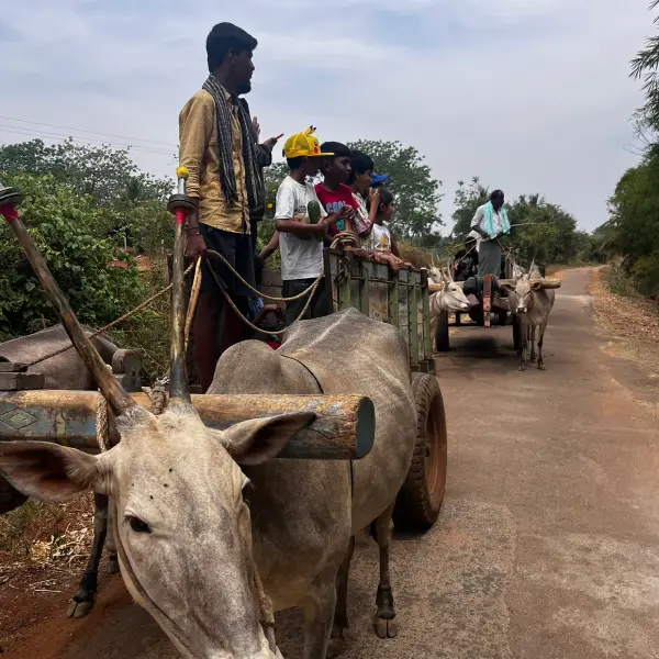 Guests riding a traditional bullock cart through farmlands at ChukkiMane