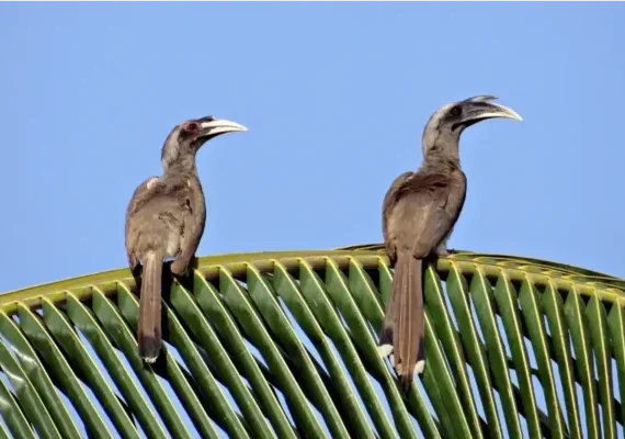 Indian-grey-hornbill couple