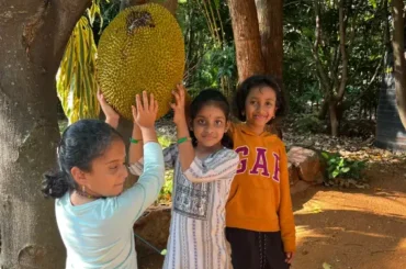 Jackfruit Tree with Giant Fruit Backyard Village