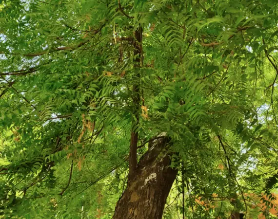 Neem Tree Bevu Medicinal