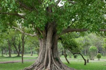 Ancient Peepal tree or Arali Mara providing shade and oxygen