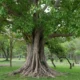 Ancient Peepal tree or Arali Mara providing shade and oxygen