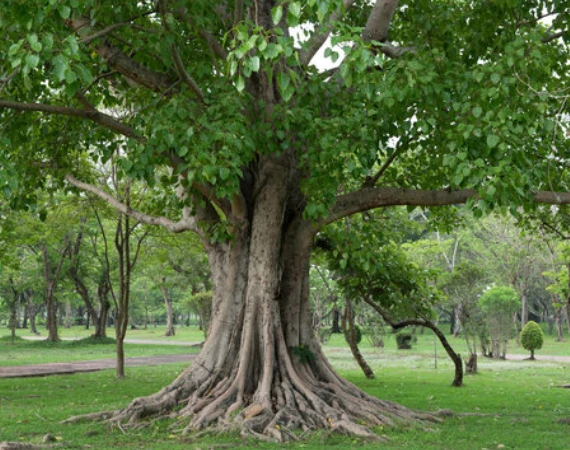 Ancient Peepal tree or Arali Mara providing shade and oxygen