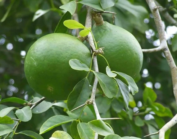 Difference between edible Bhel Wood Apple and sacred Bilva leaves