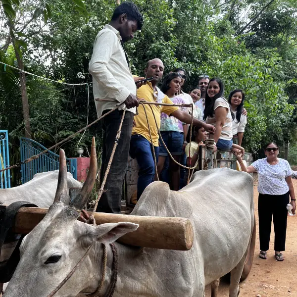 Traditional Bullock Cart Ride Experience in Eco Tourism