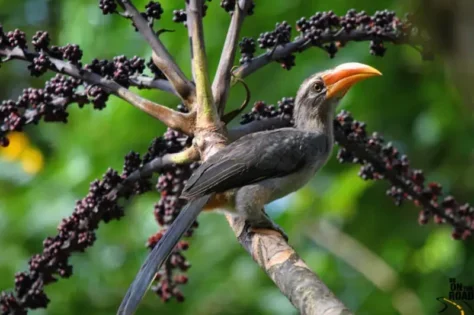 Black fruit Indian grey Hornbill