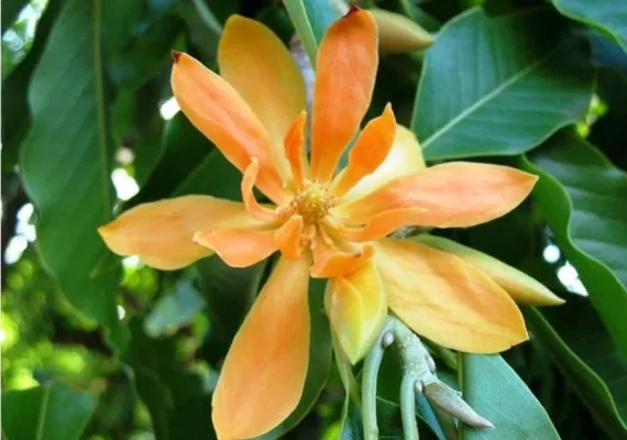 Champaka flower Yellow Champaka flower