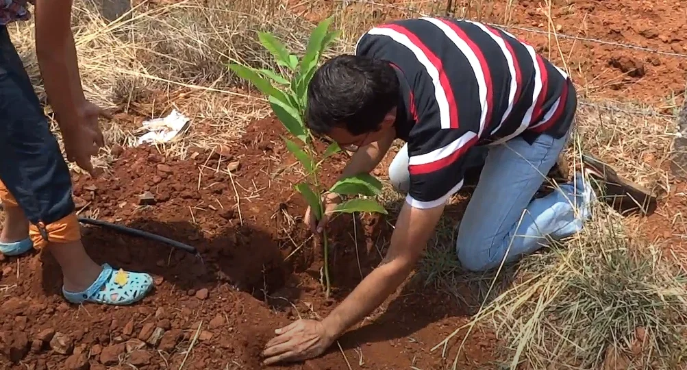 Champaka Tree2 Planting Champaka tree
