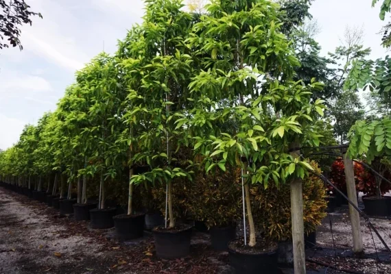 Champaka Tree Planted Champaka Tree
