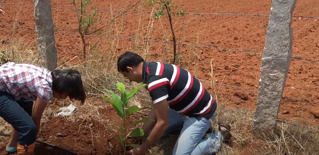 Champaka tree Planting Champaka tree Planting