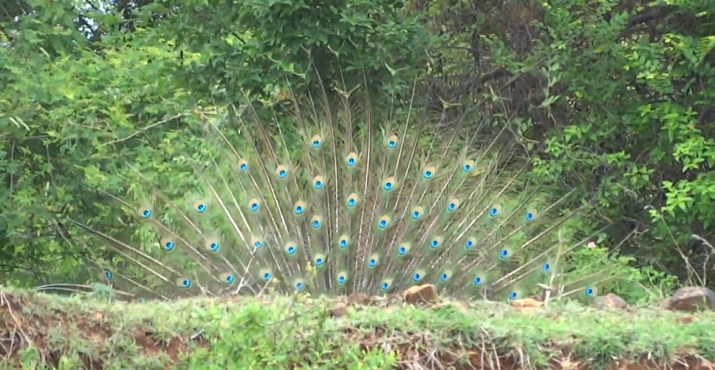peacock feathers visible near ChukkiMane